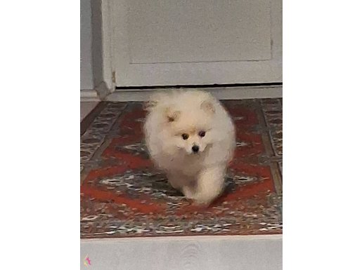 2,5 aylık Pomerian boo anne baba safkan 