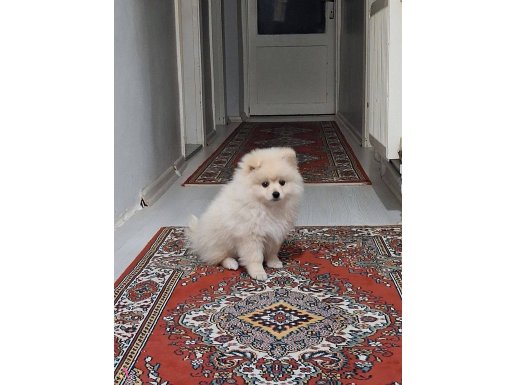 4 aylık erkek pomerian