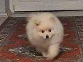 2,5 aylık Pomerian boo anne baba safkan 