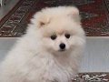 4 aylık erkek pomerian