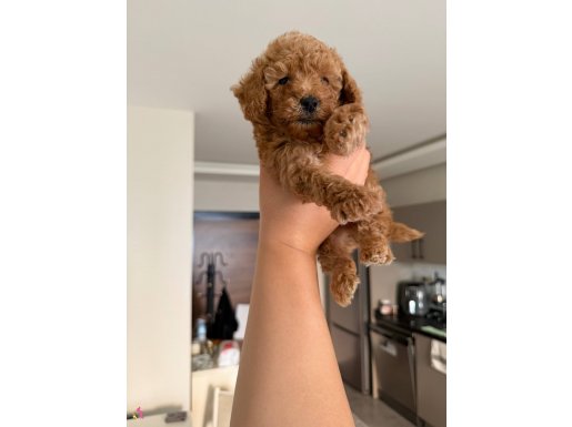 2 aylık erkek yavru 