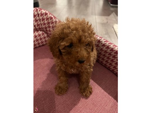 2 aylık, yeni sahiplenildi, eğitime açık