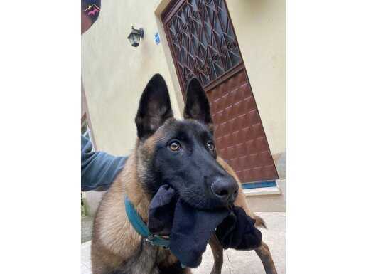 6 aylık safkan Belçika kurdu