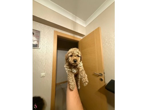 Tuvalet eğitimli Erkek maltipoo yavrum sağlıklı