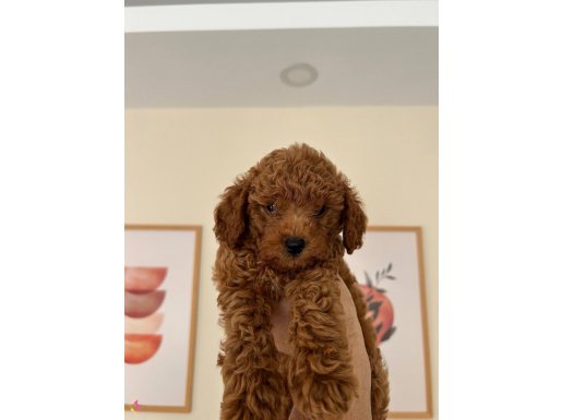 Evde bakımlı minik yavrumuz.