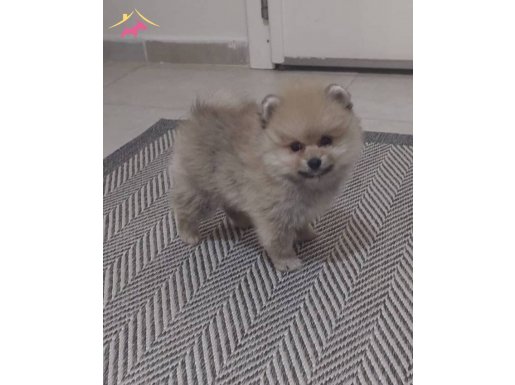 2 aylık pomeranian malzemeleri ile birlikte