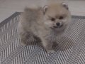 2 aylık pomeranian malzemeleri ile birlikte