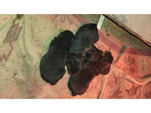 Anne baba A scr baba turkiye sampiyonu kan bankasi yavrular 