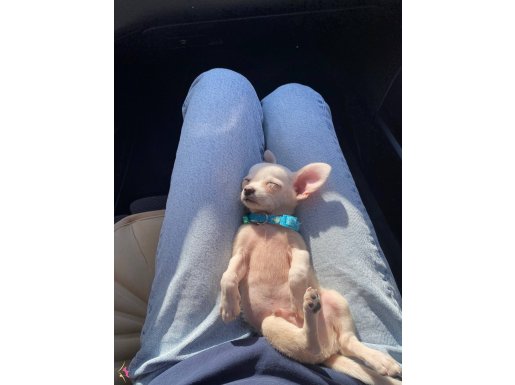 Chihuahua erkek çiş eğitimli