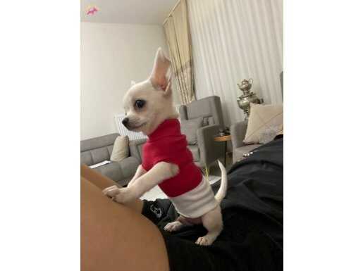 Chihuahua erkek tuvalet eğitimli