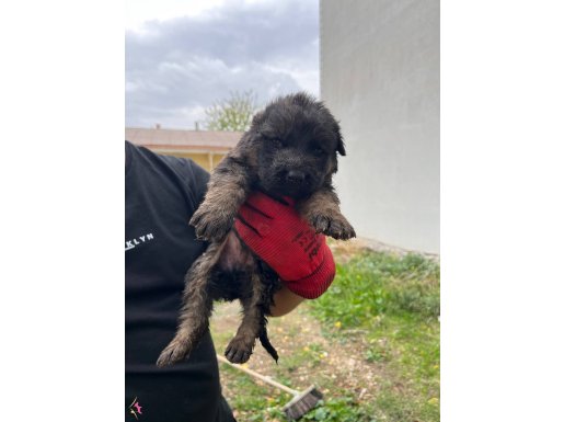 Saf alman kurdu yavruları