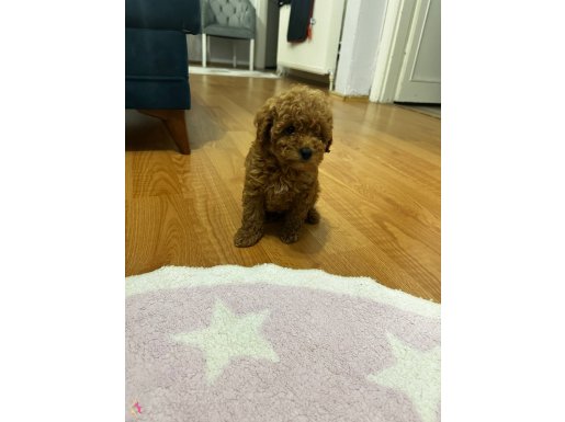 Son fiyat 2aylık erkek toy poddle