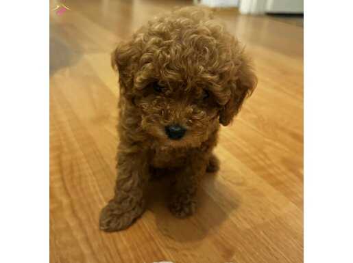Oyuncu toy poodle