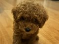 Oyuncu toy poodle