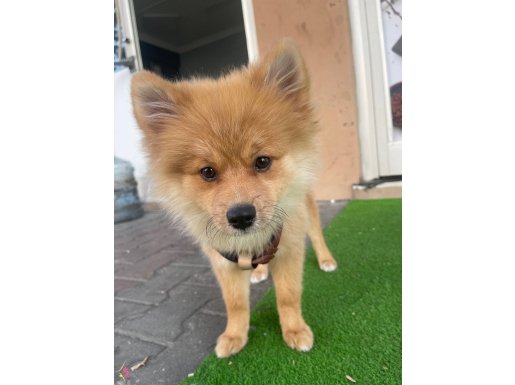 Şirin bir ev arkadaşı 