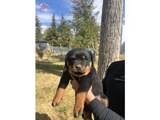 YAVRULARIMIZ EN İYİ DOSTUNUZ OLUR 