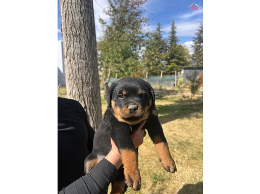 Güzel yavrularımız kaliteli