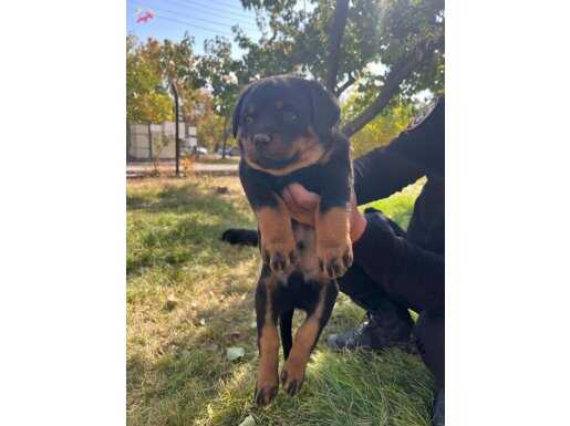 YAVRULARIMIZ HAYATINIZI DOLDURACAK OLAN SESSİZ DOSTLARDIR