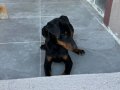 Safkan doberman yavruları