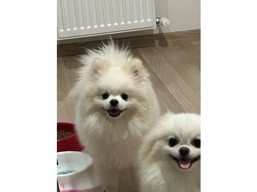 Pomeryan boo 3 ü verilecek acil 