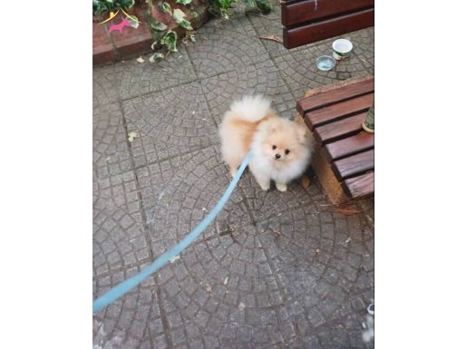 Yavru Dişi Pomerian 