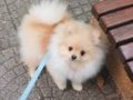 Yavru Dişi Pomerian 