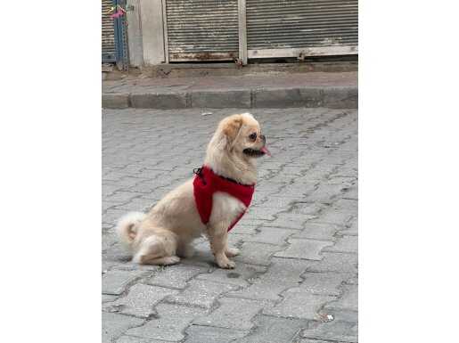 Zeki duygusal.  Ve son derece  eğitimli 