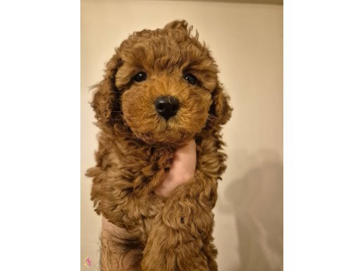 Brown Mini Toy Poodle – Ailesini Arayan Minik Kalp