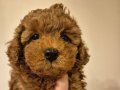 Brown Mini Toy Poodle – Ailesini Arayan Minik Kalp