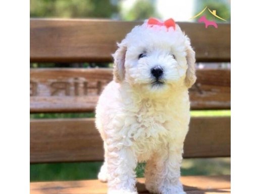 1 aylık 1 erkek ve 4 tane kız