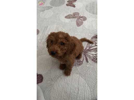 4 aylık aşıları yapıldı