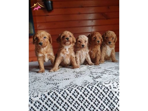 Baba orijinal poddle sizde bu kalitede almak istiyosaniz sms