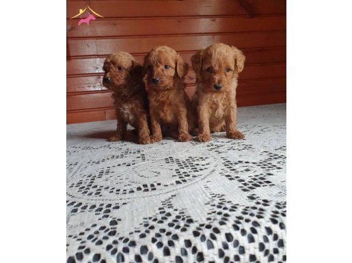 Poddle ayarında sevimli yavrularım bilgi icin arayin