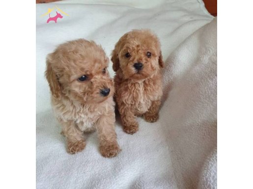 Krem rengi cok ozel bu yavrular 