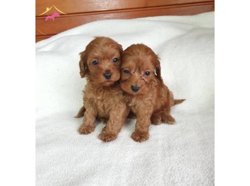 Bunlar cok tatli  bu guzelliller kacmaz acele edin