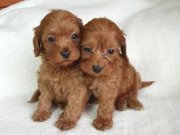 Bunlar cok tatli  bu guzelliller kacmaz acele edin