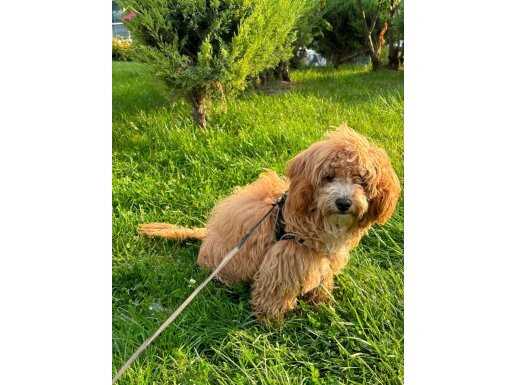 MALTİPOO TUVALET EĞİTİMİ VAR ERKEK 1.5 YAŞINDA