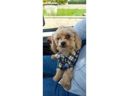 8 aylık oyuncu podle erkek