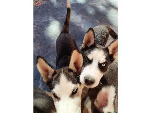 Husky cins Mavi gözlü 