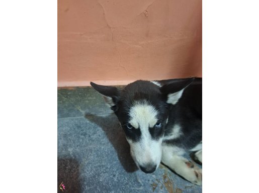 Husky köpekler safkan mavi gözlü