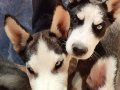 Husky cins Mavi gözlü 