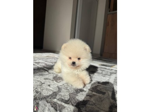 Safkan Pomeranian 78 Günlük