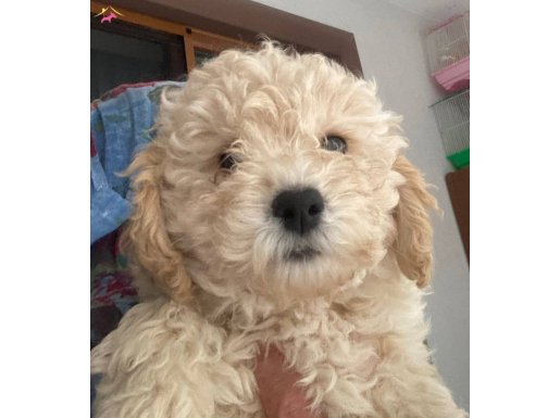 Kocaeli toy poddle yavrular