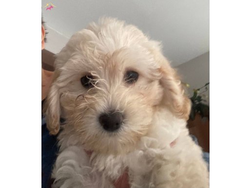 Kocaeli maltipo dişi yavrular