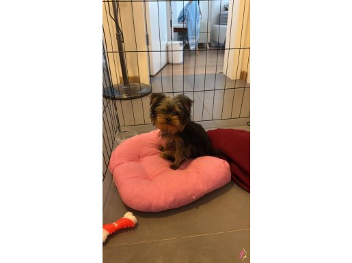 3 aylık yorkshire terier yavru