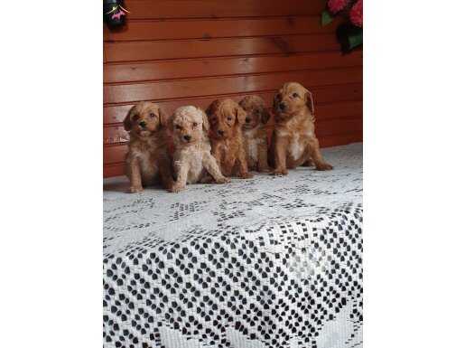 Kaliteli Maltipo bebeklerim iletişim için arayın