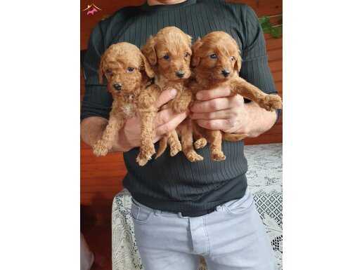 Bu güzeller kaçmaz alana şimdiden hayırlı olsun 