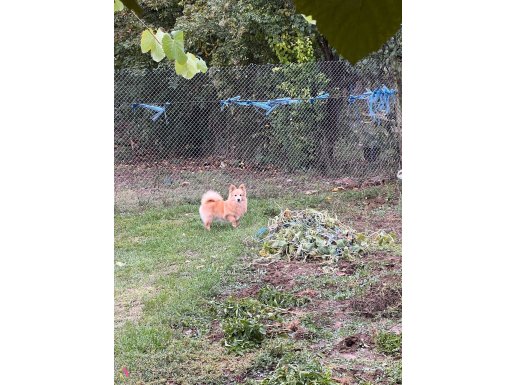 6 aylık Pomeran Spitz