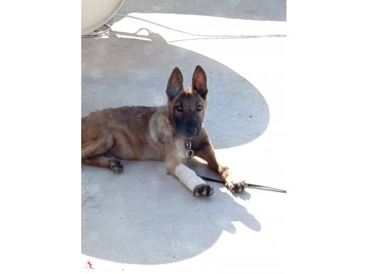 Aşıları tam orijinal Belçika kurdu