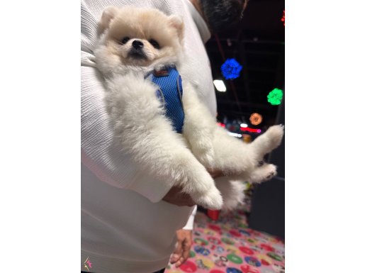 Dünya güzeli oğlumuz orjinal ayı surat teacup leo